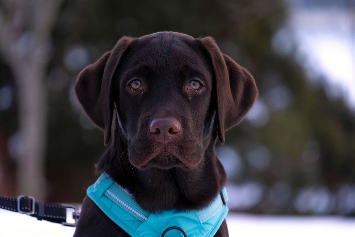 Chocolate Labrador puppy in a teal harness
