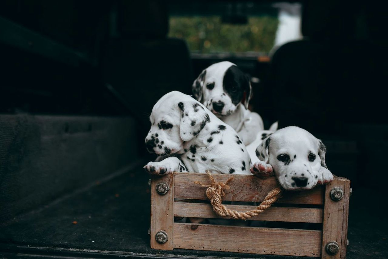 Dalmatian puppies resting in a wooden crate