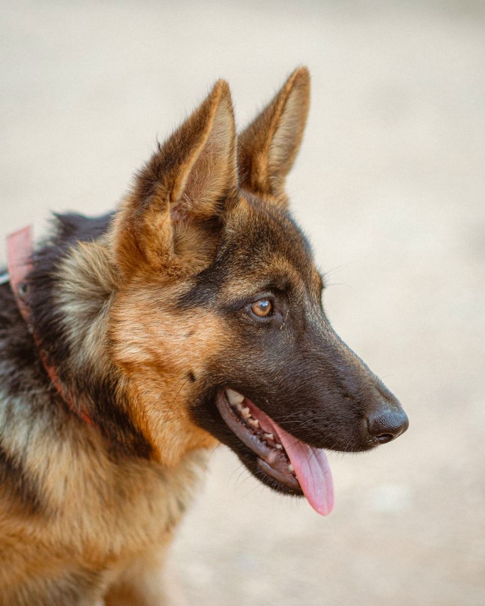 German Shepherd in profile with an alert expression