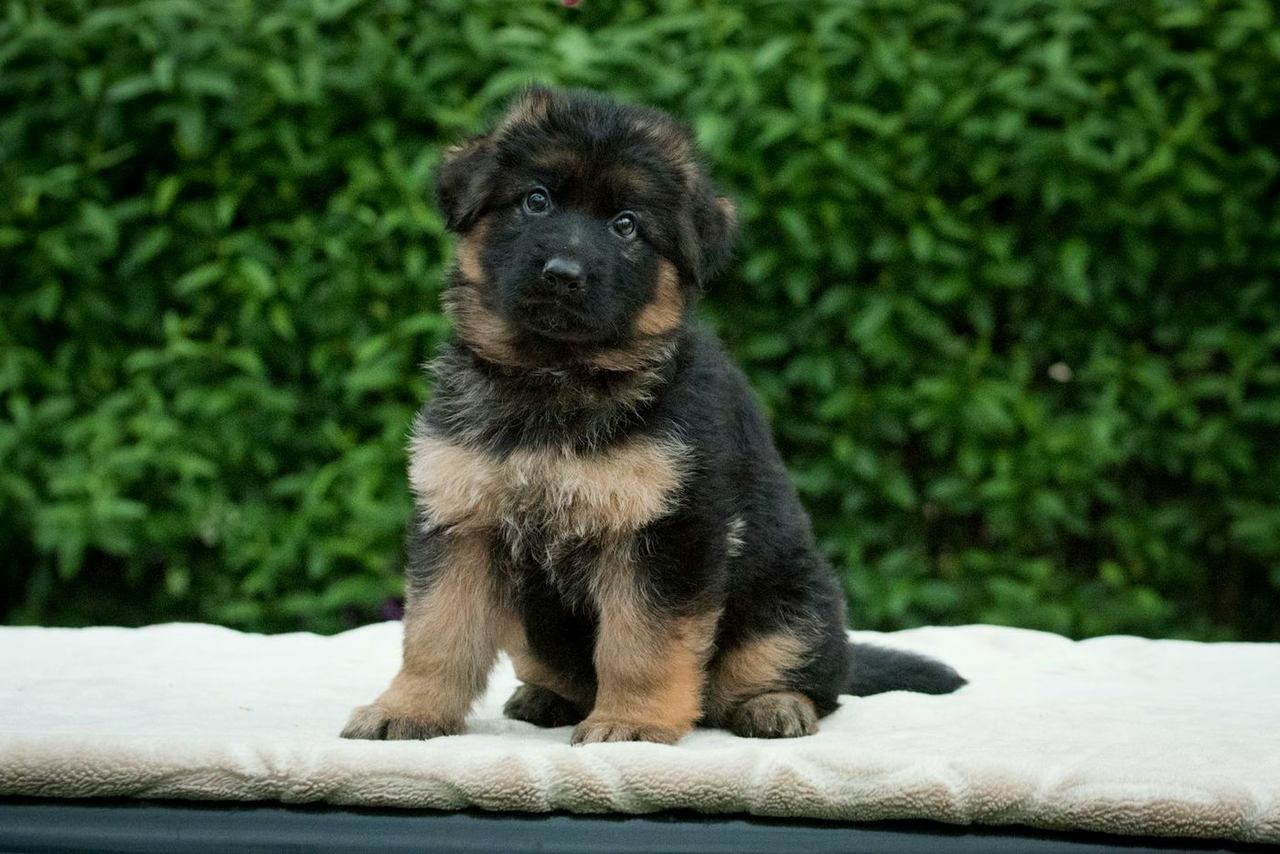 German Shepherd puppy sitting on a white cushion