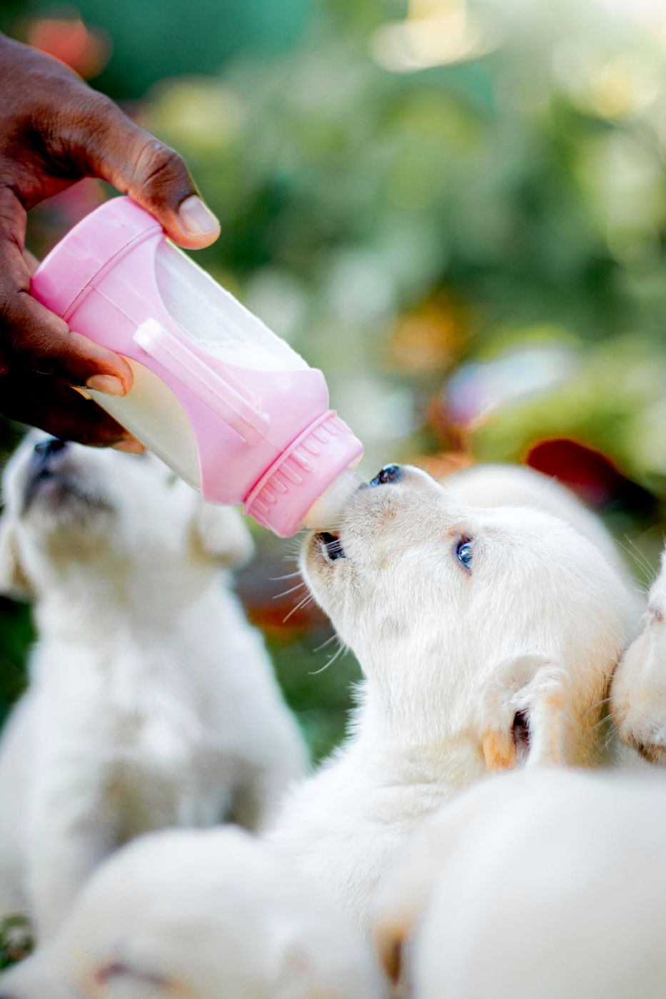 Golden puppies being bottle fed in soft light