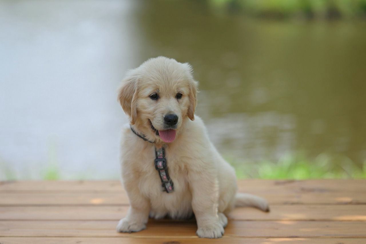 Golden puppy sitting on a boardwalk by a pond