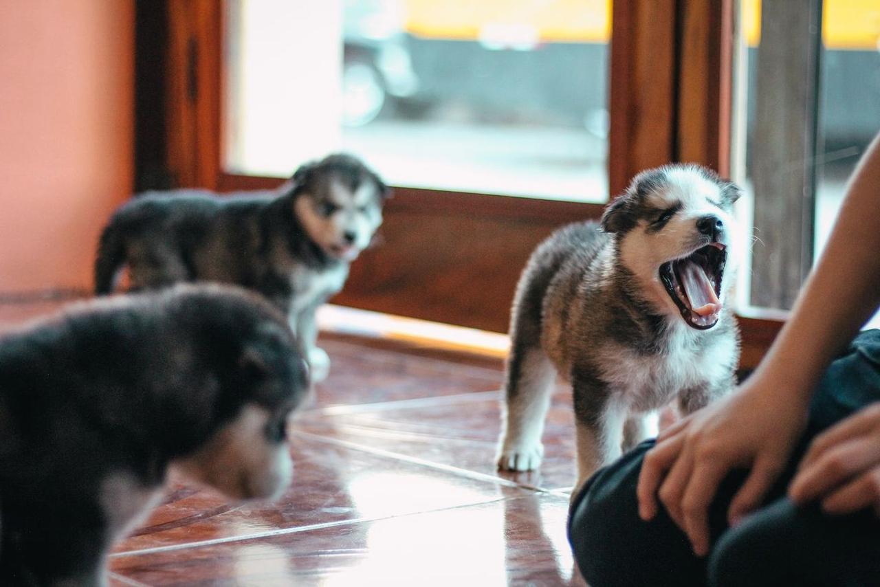 Husky puppies playing indoors beside a seated person