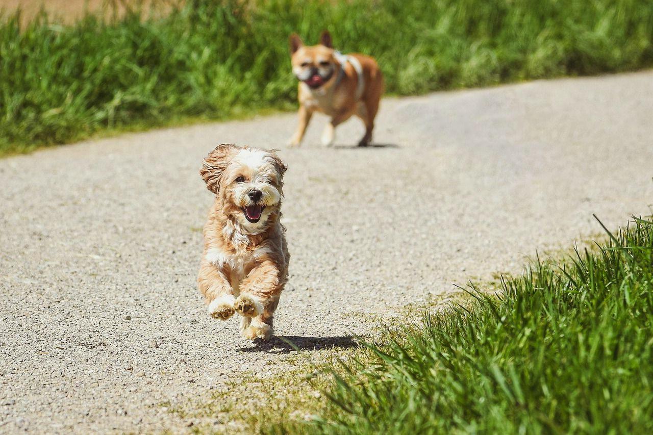 Two small dogs trotting along a country path