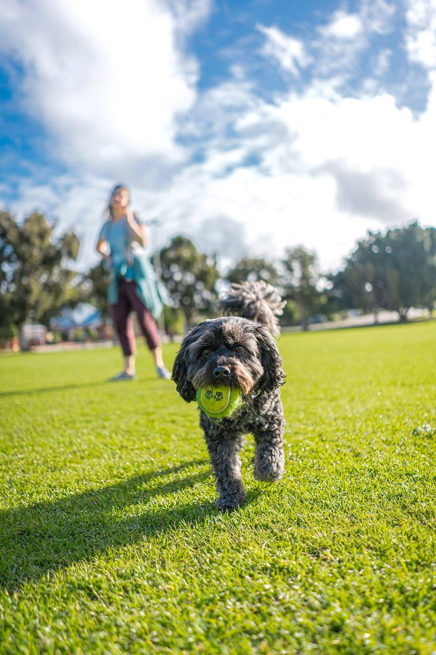 A woman and a curly dog with a tennis ball on a sunny lawn